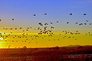 Bosque Del Apache sunrise